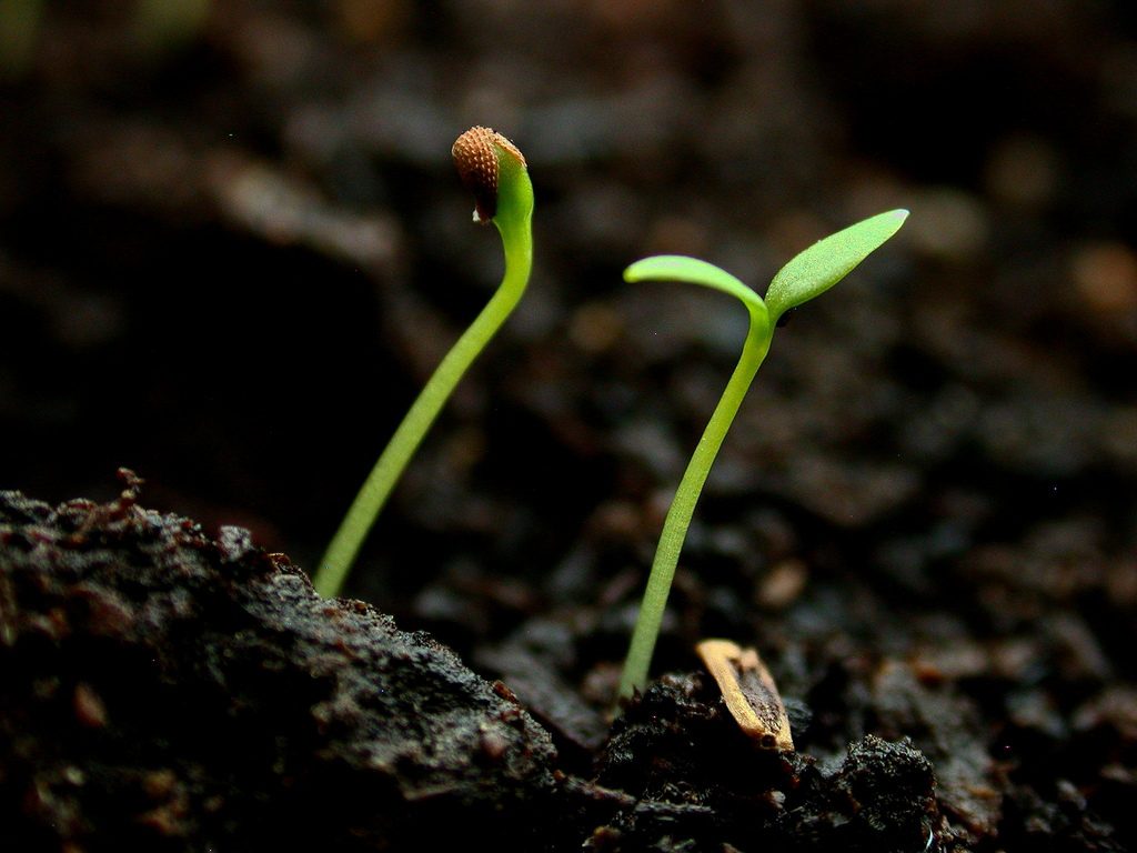 Image credit: Flickr user --Tico--, CC BY NC ND
